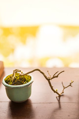 Small plant growing in mini cup over blurred background, tray plant, Japaneses bonsai art