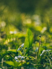 Fototapeta premium Wild flowers