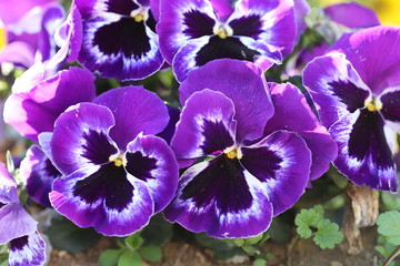 Fototapeta na wymiar 紫色のパンジーの花