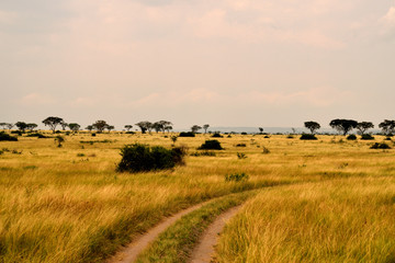 Fototapeta na wymiar View of Queen Elizabeth National Park and the wonderful savanna