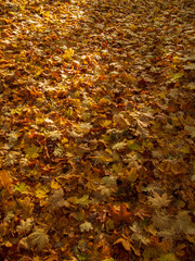 autumn leaves background