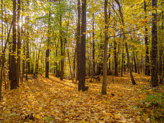 autumn in the park with ground full of leaves