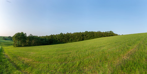 green meadow under the blue sky