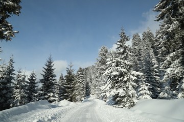Fototapeta na wymiar Winter view in a mountain forest covered with fresh snow. Christmas landscape