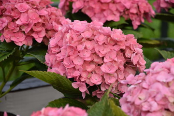 Pink Ixora Flower Bunches, Hanoi, Vietnam