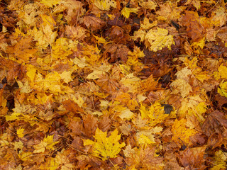 autumn leaves background