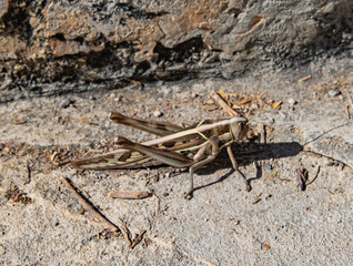 a grashopper on a grey stone staircase