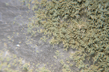 Close up of Aspergillus oryzae is a filamentous fungus, or mold that is used in food production, such as in soybean fermentation for education in laboratory.(soft focus and have Grain/Noise)