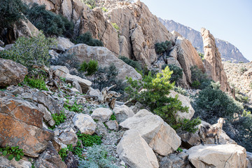beautiful landscape in the north of Oman with a wild goat 