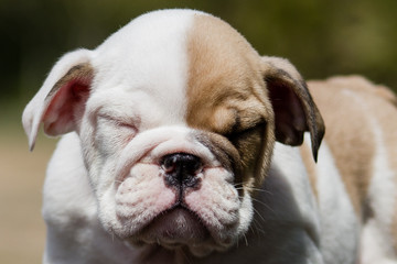 english bulldog