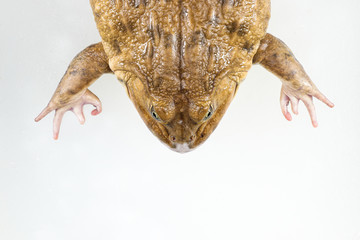 Concept of Education anatomy  frog and Respiratory system of frog in laboratory.