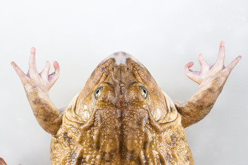 Concept of Education anatomy  frog and Respiratory system of frog in laboratory.