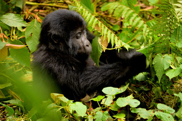 Closeup of a mountain gorilla cub eating foliage in the Bwindi Impenetrable Forest