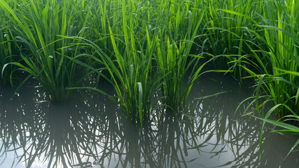 Fototapeta na wymiar Rice plants with enough water, entering the harvest season, water needs must be maintained so that the roots of rice become strong so that they are not easily knocked down by the wind