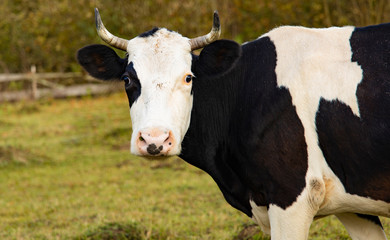 black and white cow portrait farming animal concept picture looking at camera staying in rural outside space on blurred unfocused nature