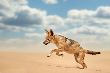 Isolated african canid, Black Backed Jackal, Canis Mesomelas, hunting on the sand dune against blue sky with clouds. Low angle, real african wildlife encounters during traveling desert Dorob, Namibia.