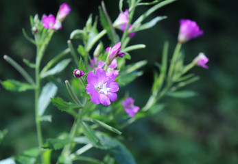 Medicinal herb Epilobium parviflorum, commonly known as the hoary willowherb or smallflower hairy willowherb.Extracts of this plant have been used by traditional medicine. Antiinflammatory effect.
