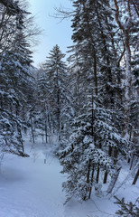 forest in winter