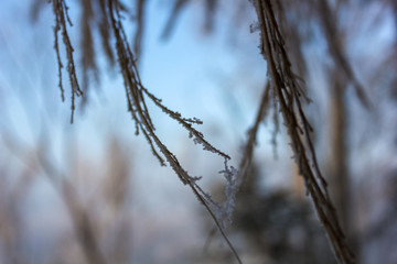 branches of tree