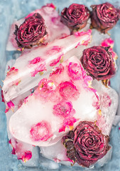 Abstract natural floral background. Small buds of red roses in ice. Ice background. Very soft focus. Vintage.