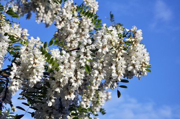 White acacia blooms in nature