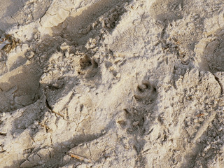 Cat footprints in a sand on a beach.