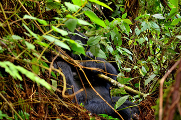 Closeup of a mountain gorilla silverback in the Bwindi Impenetrable Forest