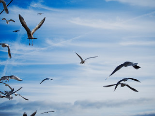 Flock of sea gulls flying in town looking for food, Selective focus, Blue cloudy sky,