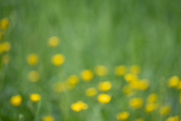 Abstract blurred defocused yellow small flowers background