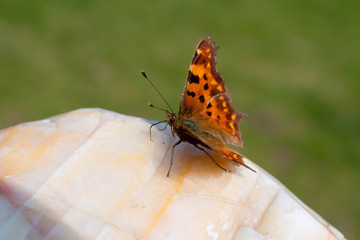 Beautiful bright butterfly is on the granite stone closeup in profile