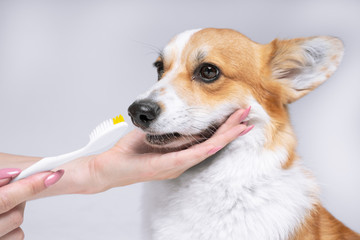 Cute obedient Welsh corgi on daily dental hygiene routine. Owner is holding a toothbrush in one hand and dog's muzzle ready for the procedure in the other. Healthcare recommendations of veterinarian.