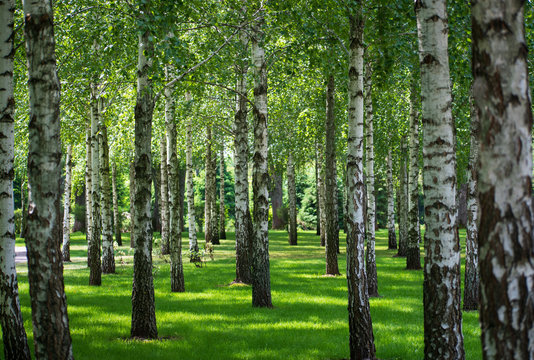 Nature view of birch forest
