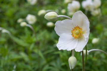 Big white anemone flower with any buds