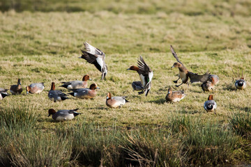 Eurasian Wigeon in fly. Him Latin name is Mareca penelope.