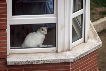white cat looking through a window while resting on a cold winter morning in Spain