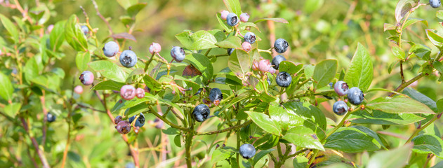 Fresh growing blueberries on green plants