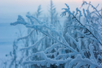 frost on branches