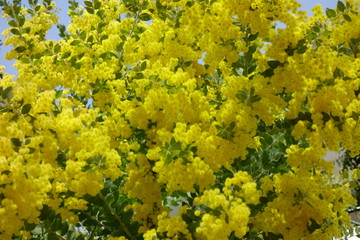 華やかに、艶やかに群生して咲く黄色の花々
