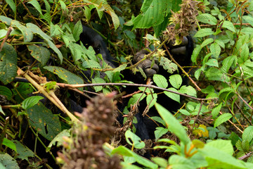 Fototapeta premium Closeup of a mountain gorilla female eating foliage in the Bwindi Impenetrable Forest