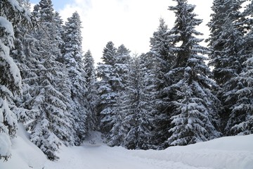Winter view in a mountain forest covered with fresh snow. Christmas landscape