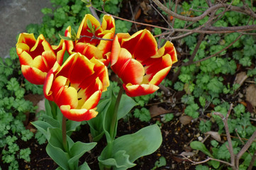 花壇に艶やかに咲く赤黄色モザイクのチューリップ