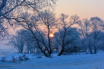 Fototapeta na wymiar sunrise through the trees