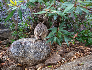 rock wallaby parent and child