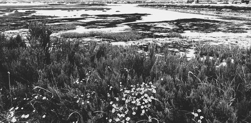 Normandy, France. Beautiful marshland landscape near Saint-Vaast-la-Hougue, Cotentin Peninsula. Nature travel background. Rural tourism in French countryside concept. Black white photo.
