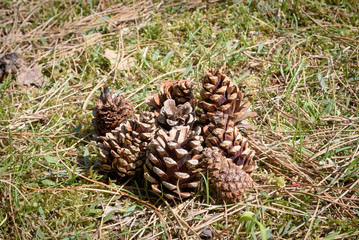 Naklejka na ściany i meble Group of pine cones laying in a meadow