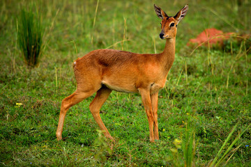 Closeup of an african oribi antelope in the Murchison Falls National Park
