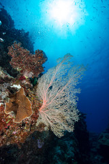 Fototapeta na wymiar beautiful coral underwater