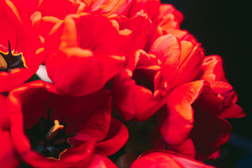 bunch of Pink and red white tulips bouquet of mixed flowers .  Fresh spring Summer background. Greeting card for Saint Valentine's template February 14, Mother's Day, 8 March Teacher's Day