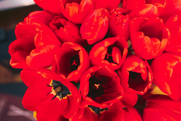 bunch of Pink and red white tulips bouquet of mixed flowers .  Fresh spring Summer background. Greeting card for Saint Valentine's template February 14, Mother's Day, 8 March Teacher's Day