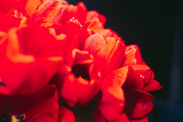 bunch of Pink and red white tulips bouquet of mixed flowers .  Fresh spring Summer background. Greeting card for Saint Valentine's template February 14, Mother's Day, 8 March Teacher's Day